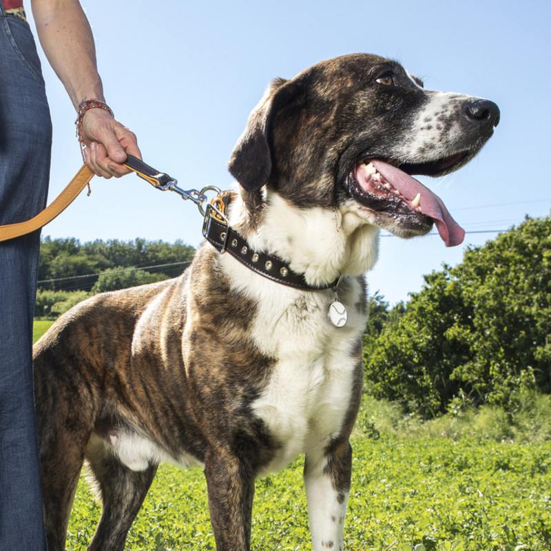  Vodítko kůže Hermitage M 110cm/22mm vínové/krémové MF 